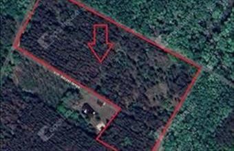 Eladó Ásotthalomi erdő hirdetés (34134571)