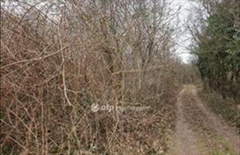 Eladó Zalaszántói külterületi telek hirdetés (35289757)