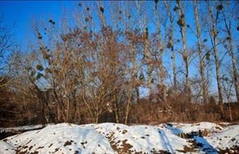 Eladó Zalacsányi lakóövezeti telek hirdetés (49652723)
