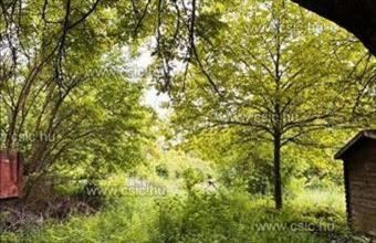 Eladó Ürömi lakóövezeti telek hirdetés (76991523)