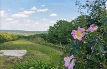 Eladó Soproni lakóövezeti telek hirdetés (53242693)