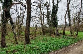 Eladó Nemesbüki lakóövezeti telek hirdetés (49953438)