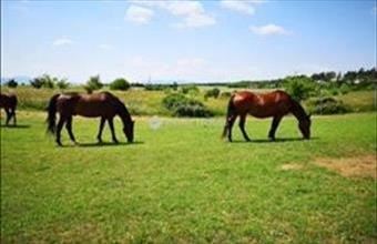 Eladó Fóti termőföld, szántó hirdetés (74393288)