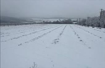 Eladó Szentjakabfai egyéb mezőgazdasági ingatlan hirdetés (53495275)