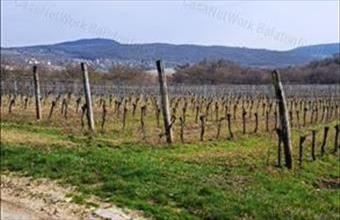 Eladó Szentjakabfai egyéb mezőgazdasági ingatlan hirdetés (13346968)