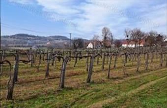 Eladó Szentjakabfai egyéb mezőgazdasági ingatlan hirdetés (58534835)