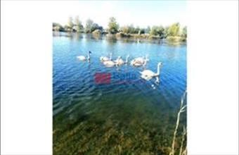 Eladó Délegyházai hétvégi ház hirdetés (32849194)