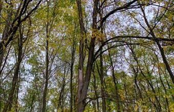 Eladó Kecskeméti lakóövezeti telek hirdetés (97869972)