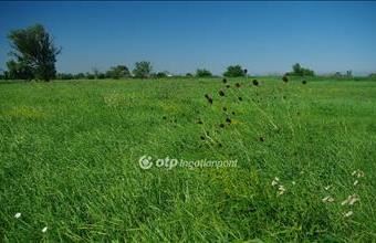 Eladó Székesfehérvári egyéb mezőgazdasági ingatlan hirdetés (29388332)