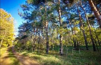 Eladó Papkeszi erdő hirdetés (36789826)