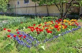 Eladó Tótvázsonyi családi ház hirdetés (38732479)