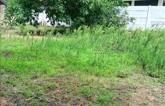 Eladó Pilisvörösvári lakóövezeti telek hirdetés (43826529)