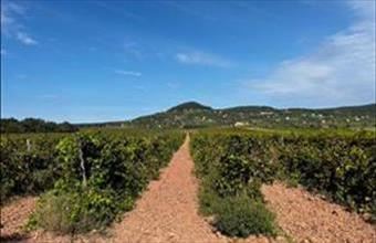 Eladó Zánkai egyéb mezőgazdasági ingatlan hirdetés (16572226)