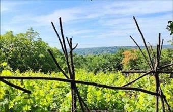 Eladó Miskolci egyéb mezőgazdasági ingatlan hirdetés (72773478)