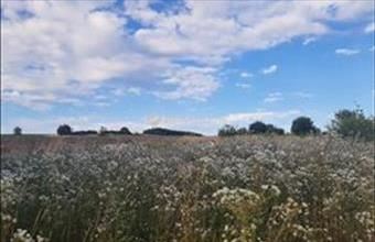 Eladó Péceli külterületi telek hirdetés (74827351)