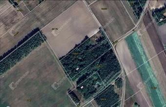 Eladó Balástyai erdő hirdetés (77789435)