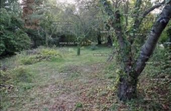 Eladó Budakalászi lakóövezeti telek hirdetés (45323365)