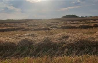 Eladó Kisunyomi egyéb mezőgazdasági ingatlan hirdetés (29544629)