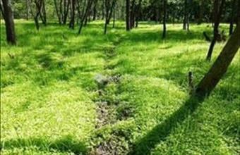 Eladó Felcsúti lakóövezeti telek hirdetés (49536843)