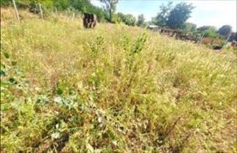 Eladó Tatabányai egyéb mezőgazdasági ingatlan hirdetés (15841983)