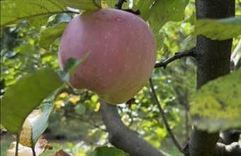 Eladó Szombathelyi egyéb mezőgazdasági ingatlan hirdetés (25525355)