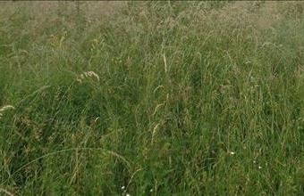 Eladó Dörgicsei egyéb mezőgazdasági ingatlan hirdetés (32958751)