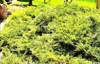 Eladó Solymári családi ház hirdetés (93232288)