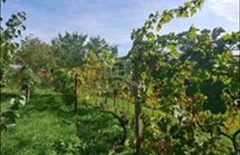 Eladó Balatonkenesei családi ház hirdetés (35632343)