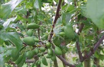 Eladó Dunafalvai családi ház hirdetés (93978483)