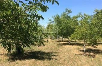 Eladó Bajai termőföld, szántó hirdetés (33564237)