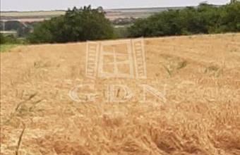 Eladó Siófoki termőföld, szántó hirdetés (19974554)