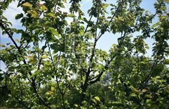 Eladó Pomázi termőföld, szántó hirdetés (44737947)