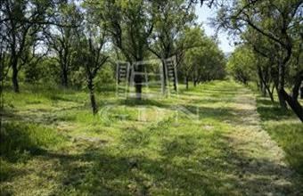 Eladó Pomázi termőföld, szántó hirdetés (67639339)