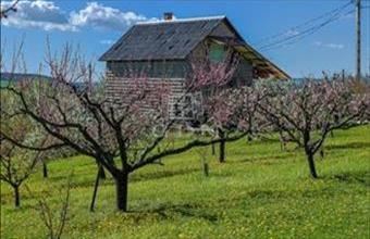 Eladó Edelényi termőföld, szántó hirdetés (49944441)