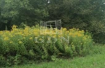 Eladó Nagykutasi lakóövezeti telek hirdetés (74335447)