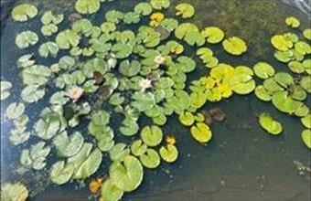 Eladó Szigetcsépi lakóövezeti telek hirdetés (83545739)