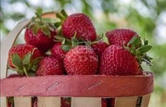 Eladó Kecskeméti termőföld, szántó hirdetés (13852772)