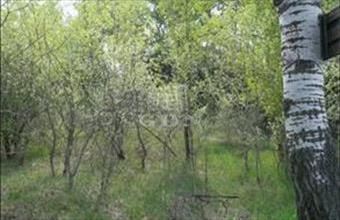 Eladó Kecskeméti termőföld, szántó hirdetés (28547296)