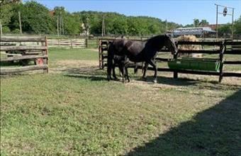 Eladó Császártöltési családi ház hirdetés (74534544)