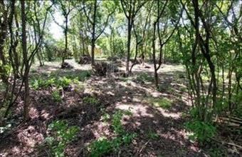 Eladó Dunabogdányi lakóövezeti telek hirdetés (77331744)