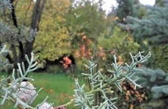 Eladó Telki lakóövezeti telek hirdetés (25144993)