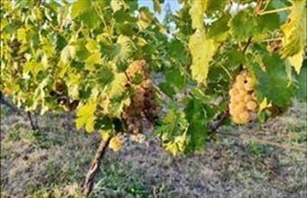 Eladó Csopaki külterületi telek hirdetés (39395277)