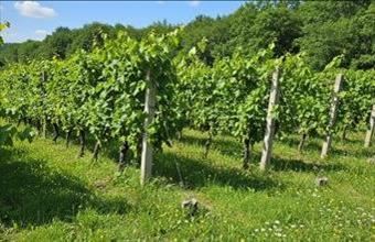 Eladó Balatonrendesi külterületi telek hirdetés (56329477)