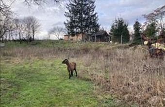 Eladó Kocsi lakóövezeti telek hirdetés (64614753)