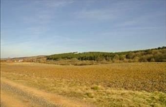 Eladó Litéri erdő hirdetés (37963416)