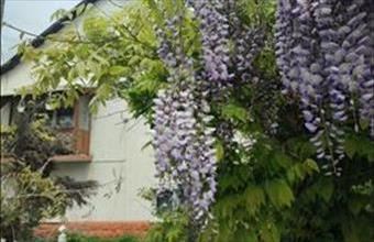 Kiadó Balatonalmádi egyéb lakás hirdetés (93479979)