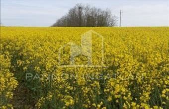 Eladó Pápakovácsi lakóövezeti telek hirdetés (67473313)