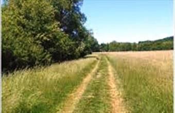 Eladó Balatonszőlősi erdő hirdetés (96362732)