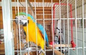 Eladó Mátyásdombi családi ház hirdetés (57525934)