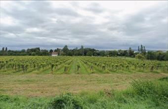 Eladó Balatonszepezdi termőföld, szántó hirdetés (54344884)